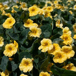 Baby Yellow Nasturtium Seeds Soft Yellow Compact Nasturtiums High Germination Garden Seeds Tropaeolum majus heirloom non-gmo seeds