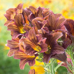 Cafe Au Lait Painted Tongue Seeds Cream and Pink Salpiglossis High Germination Garden Seeds heirloom non-gmo seeds