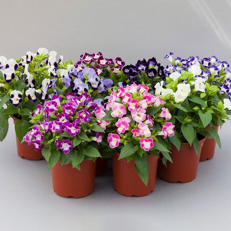 flowers high quality flower seeds for growing vibrant and colorful blooms in home gardens and landscapes organic flowers premium organic flower seeds for sustainable gardening and beautiful blossoms suitable for all climates