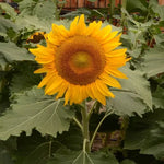 Dwarf Yellow Sunflower Seeds Compact Patio Sunflower Variety High Germination Garden Seeds Helianthus annuus heirloom non-gmo seeds