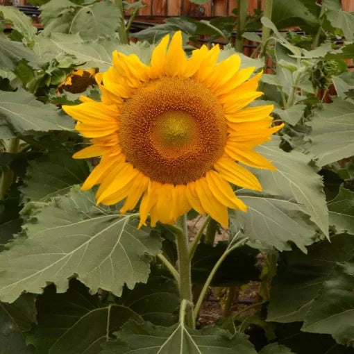 Dwarf Yellow Sunflower Seeds Compact Patio Sunflower Variety High Germination Garden Seeds Helianthus annuus heirloom non-gmo seeds