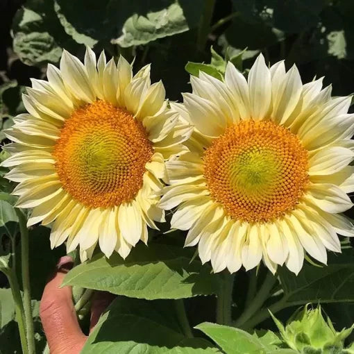 White Lite Sunflower Seeds Soft White-Petal Sunflower High Germination Garden Seeds Helianthus annuus heirloom non-gmo seeds