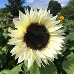 White Nite Sunflower Seeds Pure White Blooming Sunflower High Germination Garden Seeds Helianthus annuus heirloom non-gmo seeds
