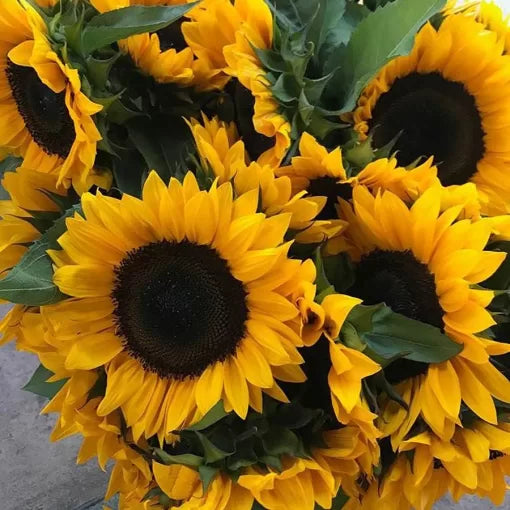 Horizon Sunflower Seeds Tall Gold-Orange Sunflower Variety High Germination Garden Seeds Helianthus annuus heirloom non-gmo seeds