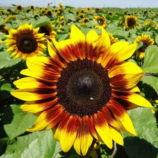 Bicolor Sunflower Seeds Red and Yellow Sunflower Garden High Germination Garden Seeds Helianthus annuus heirloom non-gmo seeds