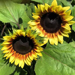 Red Lemon Bicolor Sunflower Seeds Dual Color Sunflower Blooms High Germination Garden Seeds Helianthus annuus heirloom non-gmo seeds