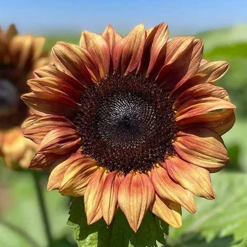 Plum Sunflower Seeds Deep Purple-Toned Sunflower Variety High Germination Garden Seeds Helianthus annuus heirloom non-gmo seeds