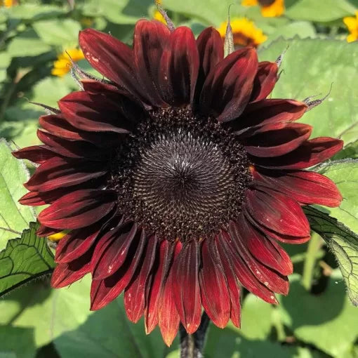 Red Sunflower Seeds Tall Bright Red Sunflower Variety High Germination Garden Seeds Helianthus annuus heirloom non-gmo seeds