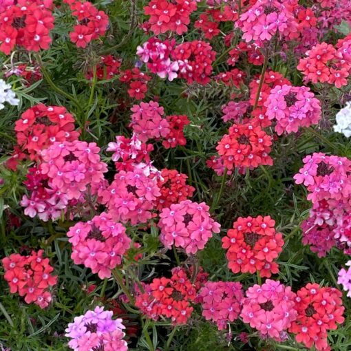 Sweetheart Kisses Verbena Seeds Pink-Red Mixed Verbena Blooms High Germination Garden Seeds heirloom non-gmo seeds