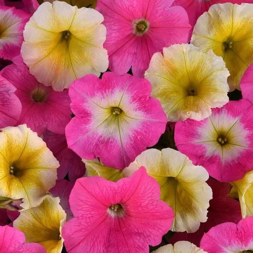 Sweet Taffy Petunia Seeds E3 Early Blooming Petunia Blend High Germination Garden Seeds heirloom non-gmo seeds