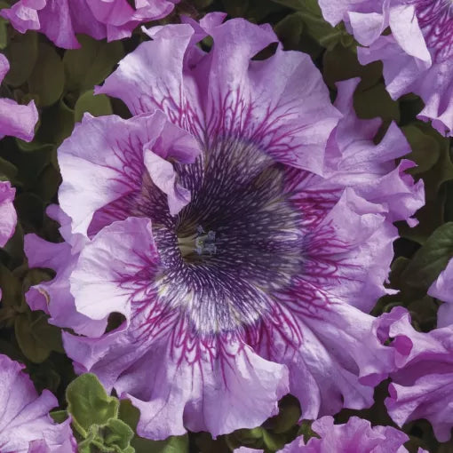 Giant Rose Petunia Seeds Superbissima Style Large Bloom Petunias High Germination Garden Seeds heirloom non-gmo seeds