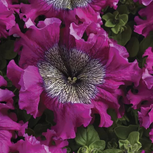 Superbissima Wine Red Petunia Seeds Ruffled Deep Red Petunia Blooms High Germination Garden Seeds heirloom non-gmo seeds