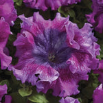 Dark Purple Petunia Seeds Ruffled Superbissima Petunia Variety High Germination Garden Seeds heirloom non-gmo seeds