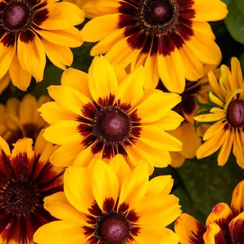 Pawnee Spirit Rudbeckia Seeds Deep Red and Yellow Coneflower High Germination Garden Seeds heirloom non-gmo seeds