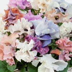 Sweet Pea Pansy Seeds Multicolor Pansy Blend in Sweet Pea Hues High Germination Garden Seeds heirloom non-gmo seeds