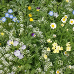 Alternative Lawn Seed Low-Grow Flowering Lawn Replacement High Germination Garden Seeds heirloom non-gmo seeds