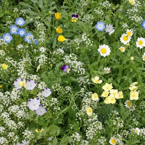 Alternative Lawn Seed Low-Grow Flowering Lawn Replacement High Germination Garden Seeds heirloom non-gmo seeds