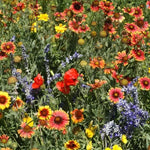 Dry Places Seed Drought-Tolerant Wildflower Blend High Germination Garden Seeds Various Wildflower Species heirloom non-gmo seeds