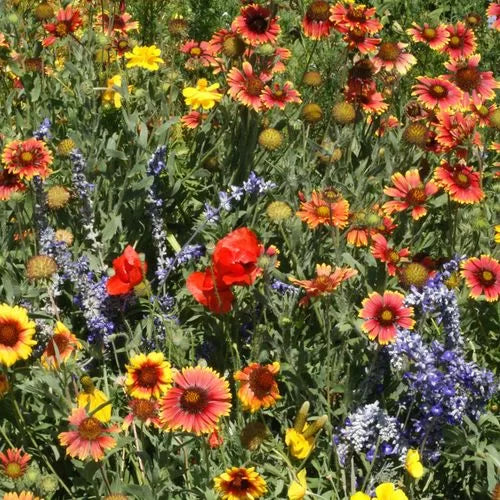Dry Places Seed Drought-Tolerant Wildflower Blend High Germination Garden Seeds Various Wildflower Species heirloom non-gmo seeds