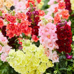 Doubleshot Snapdragon Seeds Double-Petal Snapdragon Blend High Germination Garden Seeds heirloom non-gmo seeds