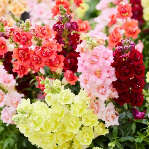 Doubleshot Snapdragon Seeds Double-Petal Snapdragon Blend High Germination Garden Seeds heirloom non-gmo seeds