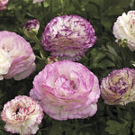 Bicolor Ranunculus Seeds Mache Two-Tone Ranunculus Blend High Germination Garden Seeds heirloom non-gmo seeds