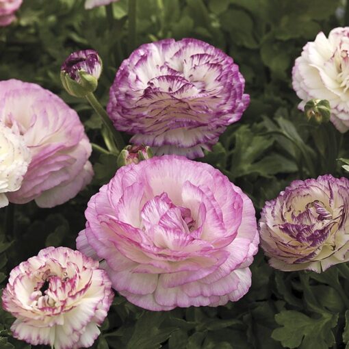 Bicolor Ranunculus Seeds Mache Two-Tone Ranunculus Blend High Germination Garden Seeds heirloom non-gmo seeds