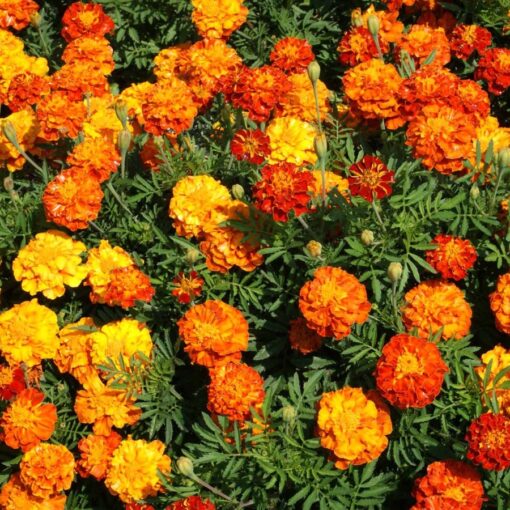 Sparky Marigold Seeds Yellow-Orange Marigold Bloom High Germination Garden Seeds heirloom non-gmo seeds