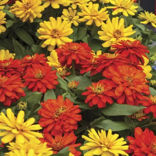 Zydeco Fire Zinnia Seeds Large Bloom Fiery Orange Zinnia High Germination Garden Seeds Zinnia elegans heirloom non-gmo seeds