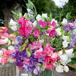 Bijou Sweet Pea Seeds Dwarf Fragrant Sweet Pea Blend High Germination Garden Seeds heirloom non-gmo seeds