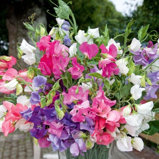 Bijou Sweet Pea Seeds Dwarf Fragrant Sweet Pea Blend High Germination Garden Seeds heirloom non-gmo seeds