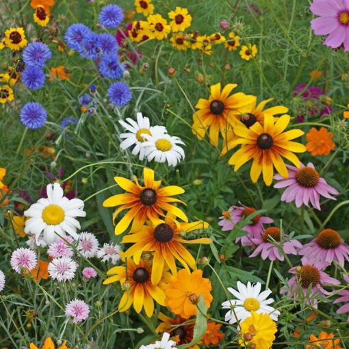 Cutflower Garden Seed Premium Floral Cutting Garden High Germination Garden Seeds heirloom non-gmo seeds