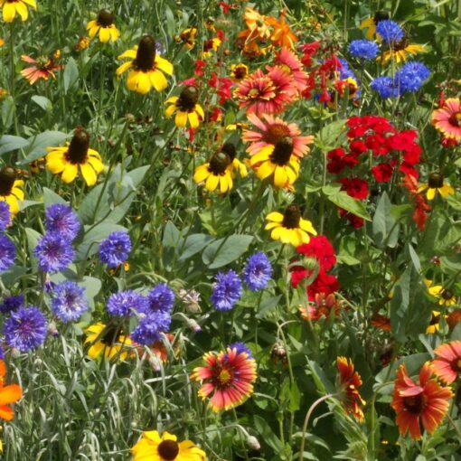 Southeast Wildflower Seed Southeastern Blooming Flower Blend High Germination Garden Seeds Various Wildflower Species heirloom non-gmo seeds