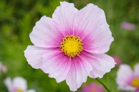 Cosmos Daydream Cosmos bipinnatus flower seeds for balcony pots and seasonal planting