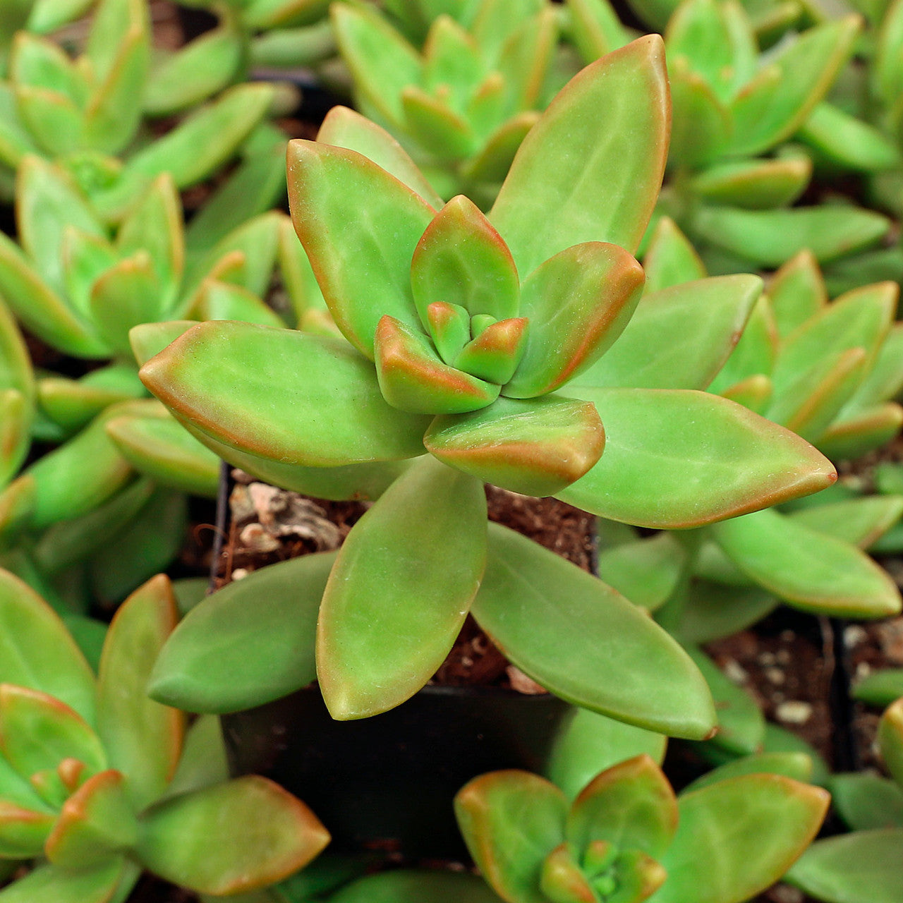 Stonecrop Sedum spp. Flower Seeds for Planting Mini Bonsai Variety in Indoor Pots