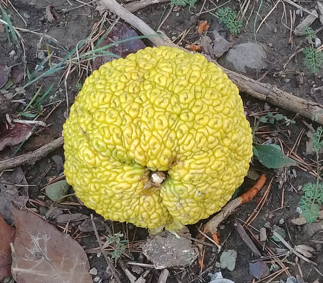 Yellow Maclura Fruit Seeds - Grow This Hardy and Fruitful Plant in Your Garden
