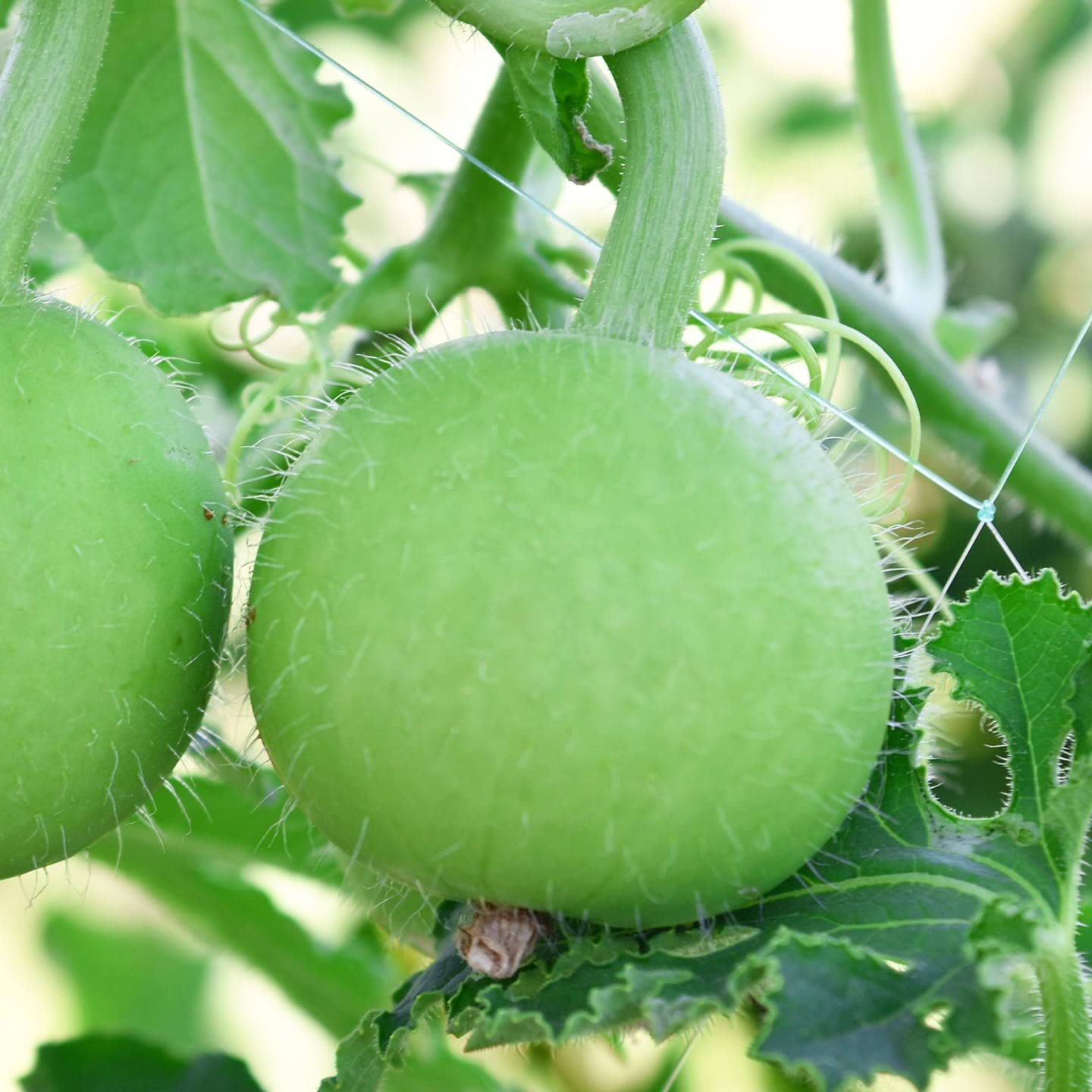Apple Gourd Fruit Seeds for Planting - Heirloom Seeds, Vibrant, Unique Garden Growth
