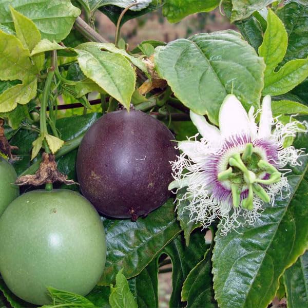 Passion Fruit Seeds - Grow Tangy and Refreshing Passion Fruit at Home