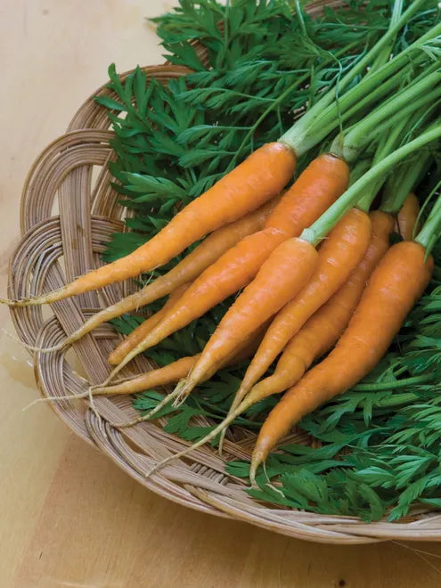 Carrot Seeds (Organic) - Little Finger