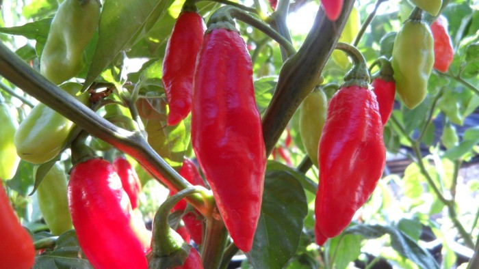 Trinidad Pimento Pepper Seeds