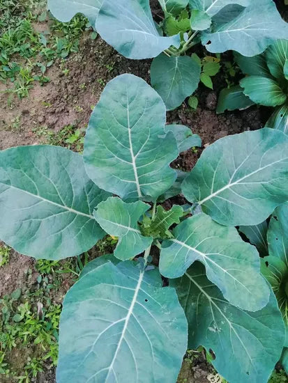 Days Compact Ball Hybrid Broccoli For Sowing heirloom non-gmo organic garden seeds