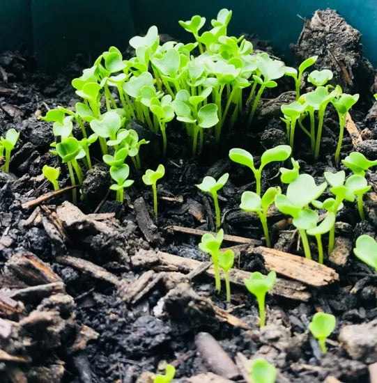 Days Good Quality Hybrid Cabbage For Sowing heirloom non-gmo organic garden seeds