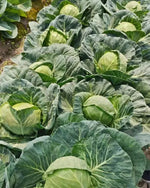 Days Heat Tolerance Cabbage For Sowing heirloom non-gmo organic garden seeds