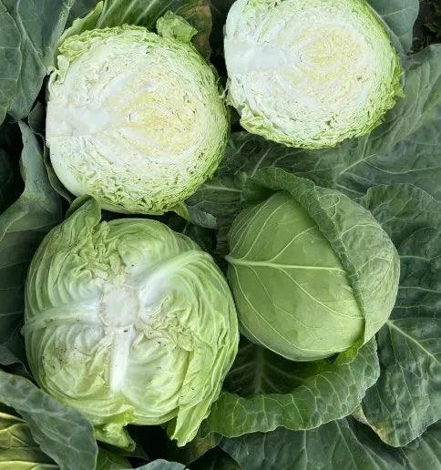 Days High Yield Cabbage For Sowing heirloom non-gmo organic garden seeds