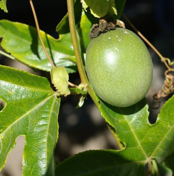 Passion Fruit Seeds - Grow Tangy and Refreshing Passion Fruit at Home