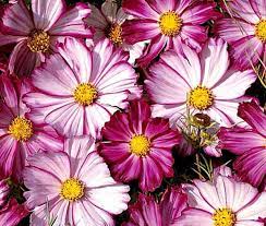 Cosmos Candy Stripe Cosmos bipinnatus flower seeds for ornamental backyard garden planting