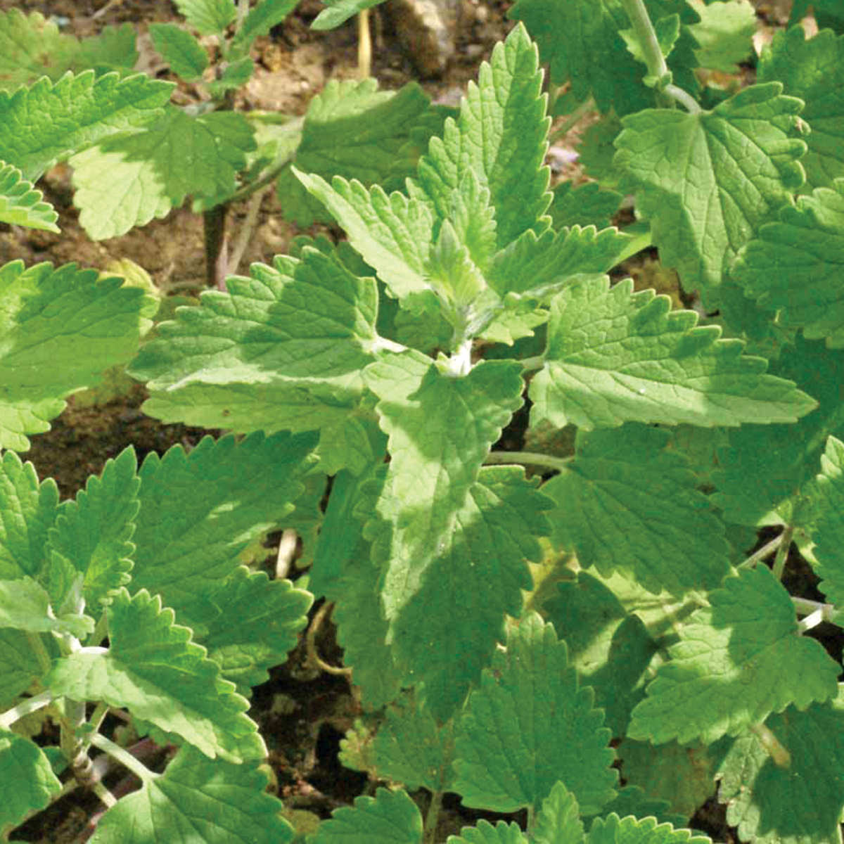 Catnip Seeds (Organic)