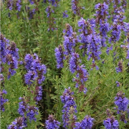 Hyssop Hyssopus officinalis Flowering Seeds for Planting