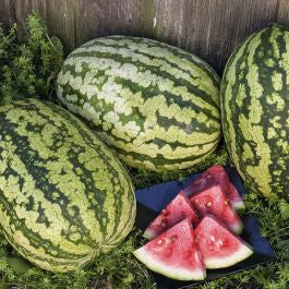 cut open Klondike Blue Ribbon watermelon showing bright red flesh

