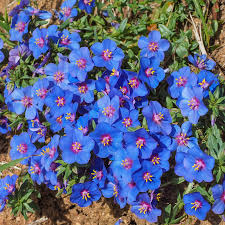 Blue Pimpernel Flower Seeds Anagallis monelli for Deer-Resistant Groundcover Planting